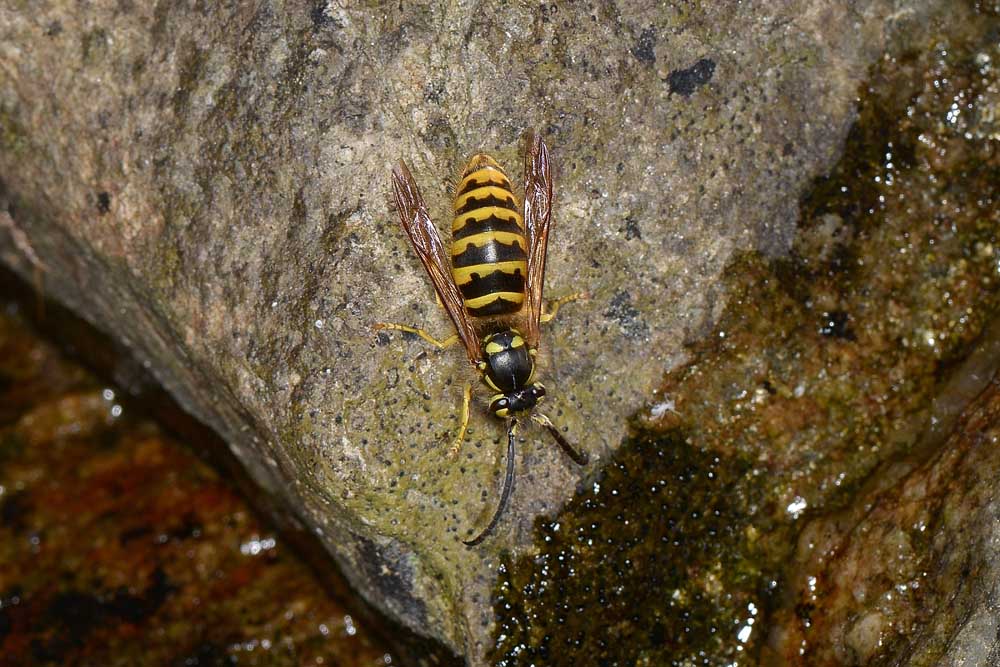 Vespula vulgaris